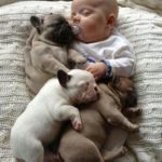 Baby-and-His-Pups-resizecrop–